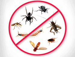 PEST CONTROL SERVICES from ETIHAD GENERAL CLEANING L.L.C.