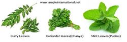 Green Leafy  Vegetables  from SPECTRUM STAR GENERAL TRADING L.L.C