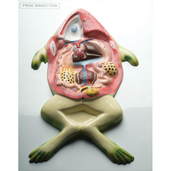 Frog Dissection Model in UAE
