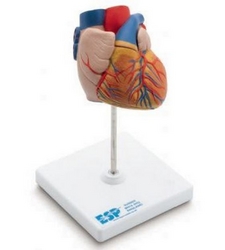 Anatomical Model of Heart (Dubai UAE) from ARASCA MEDICAL EQUIPMENT TRADING LLC