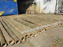 Bamboo Poles from TRE LANG LIVING BAMBOO CO., LTD