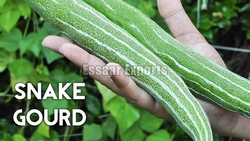 Fresh Snake Gourd from ESSAAR EXPORTS