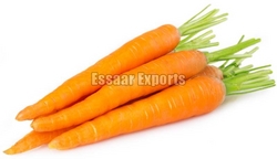 Fresh Carrot from ESSAAR EXPORTS