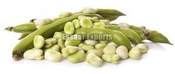 Fresh Broad Beans from ESSAAR EXPORTS