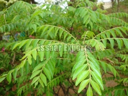 Fresh Curry Leaf from ESSAAR EXPORTS