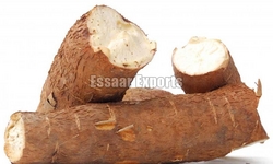 Fresh Tapioca Root from ESSAAR EXPORTS