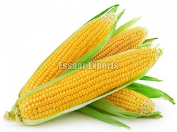 Sweet Corn from ESSAAR EXPORTS