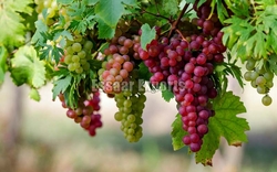 Fresh Grapes from ESSAAR EXPORTS