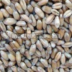 Animal Feed Wheat Seeds from FEDERAL AGRO COMMODITIES EXCHANGE & SUPPLY CO.