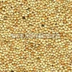 C Grade Sorghum Seeds from FEDERAL AGRO COMMODITIES EXCHANGE & SUPPLY CO.