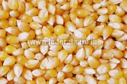 Human Feed Maize Seeds from FEDERAL AGRO COMMODITIES EXCHANGE & SUPPLY CO.