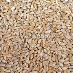 MP Boat Wheat Seeds from FEDERAL AGRO COMMODITIES EXCHANGE & SUPPLY CO.