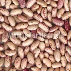 Speckled Kidney Beans from FEDERAL AGRO COMMODITIES EXCHANGE & SUPPLY CO.