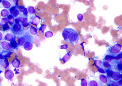 Field Stain A for Microscopy from AVI-CHEM