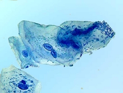 Methylene Blue for Microscopy