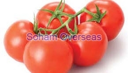 Fresh Tomato from SOHAM OVERSEAS