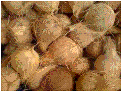  Fresh Coconuts from SURABHI GLOBALS