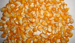 Yellow Maize from PETROFAST MIDDLE EAST FZC