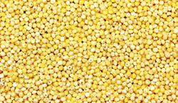 Millet from PETROFAST MIDDLE EAST FZC