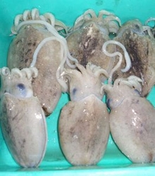 Cuttle Fish from FORFAR SEAFOOD