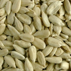 cardamom Seeds from SHYAM SUNDER EXPORT HOUSE
