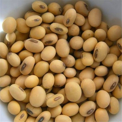 Soyabeans from CUMBRIAN CONSULT LIMITED