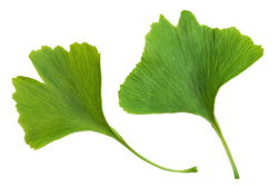 Ginkgo Leaves Extract from FUYAN PHARM(HENAN) INC