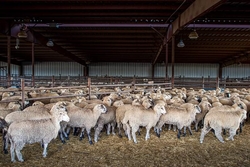 Live Merino Sheep / Lambs from MAGNET INTERNATIONAL PRODCUREMENT LTD
