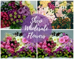 Premium Flowers and Plants Online Delivery | Mashatel