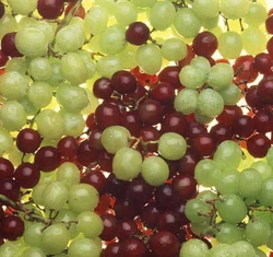 FRESH GRAPES from ESSAR EXPORTS