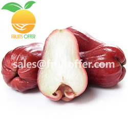 Rose Apple from DONG PHUONG VIET NAM HARVEST IMPORT EXPORT COMPANY - FRUIT OFFER