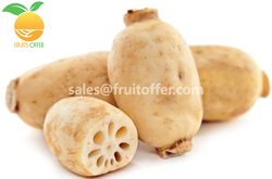 Lotus Root from DONG PHUONG VIET NAM HARVEST IMPORT EXPORT COMPANY - FRUIT OFFER