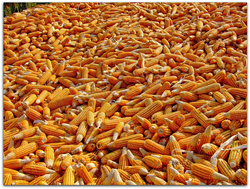 Maize /yellow and white ready for sale from GLOBAL AGRO SUPPLY