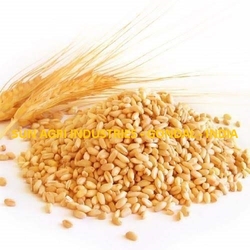 Wheat from SUN AGRI INDUSTRIES