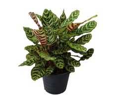 INDOOR PLANT CALATHEA MAKOYANA from FINE CITY PLANT NURSERY