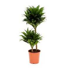 COMPACT DRAGON TREE  from FINE CITY PLANT NURSERY