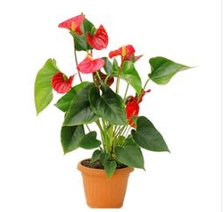 Anthurium Red plant