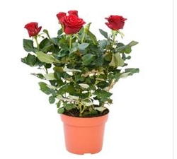 rose plant  from FINE CITY PLANT NURSERY