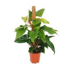 INDOOR PLANT philodendron red emerald 