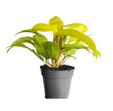 INDOOR PLANT- Philodendron Malay Gold from FINE CITY PLANT NURSERY