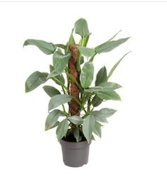 INDOOR PLANT-Philodendron Silver QueeN