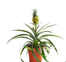 Pineapple PLANT