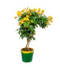 OUTDOOR PLANT Cassia surattensis from FINE CITY PLANT NURSERY
