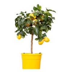 Citrus Lemon PLANT from FINE CITY PLANT NURSERY