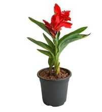OUTDOOR PLANT Canna Indica