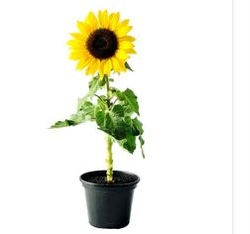 SUNFLOWER PLANTS from FINE CITY PLANT NURSERY