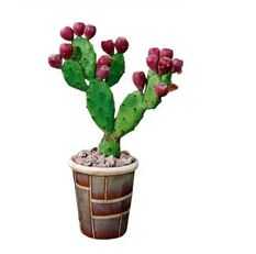 OUTDOOR PLANT Ficus Opuntia  from FINE CITY PLANT NURSERY