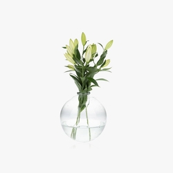 Oriental white lillies from SPINNEYS