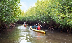 Mangrove Kayaking Abu Dhabi