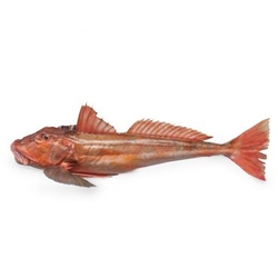 Wild Gurnard Fish Fresh  from FRESH EXPRESS